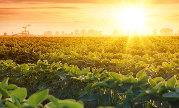 تشکیل یک شورای عالی برای امنیت غذایی در کشور غذا