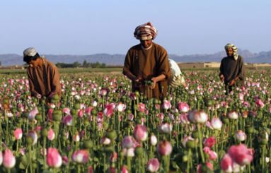 علت کم شدن تولید تریاک در افغانستان چیست؟ تولید تریاک در افغانستان