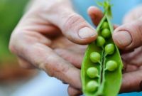 کاشت نخود در ماه