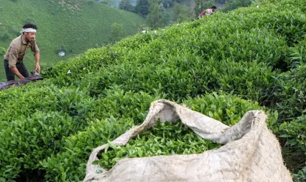 86 هزار تن برگ چای از طرف دولت خریداری شد!