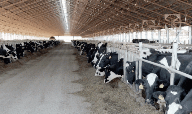 افزایش 2 درصدی تعداد گاو و گوساله در دامداری های ایران